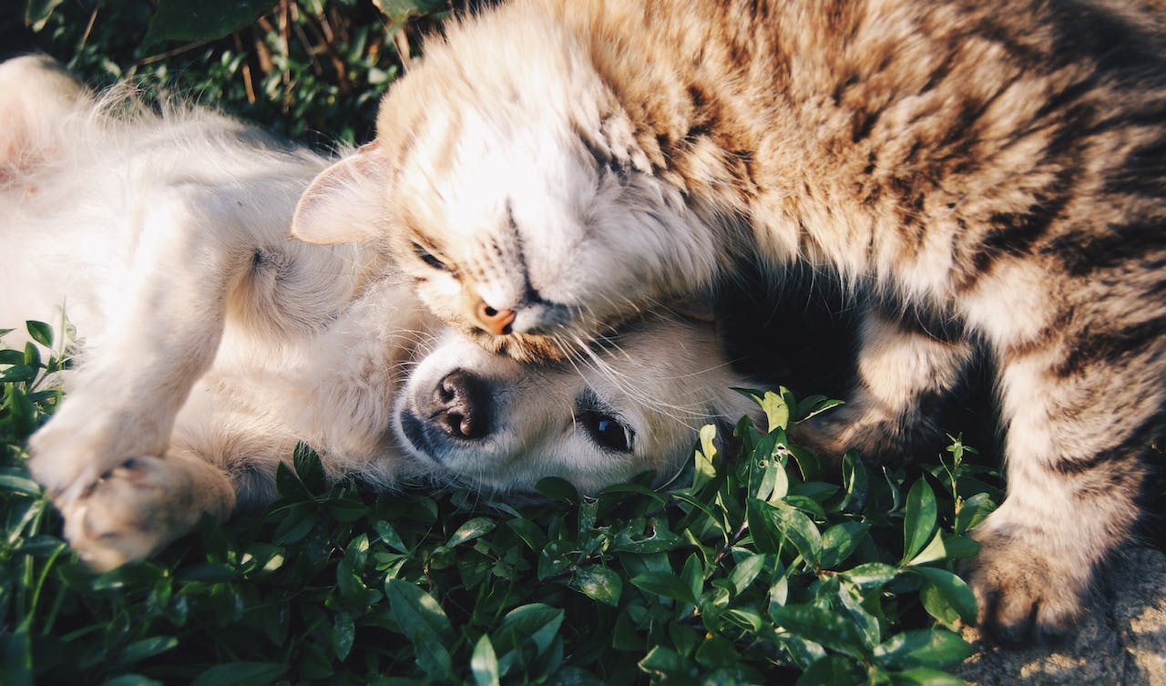 Cómo afecta a los animales el desperdicio de alimentos