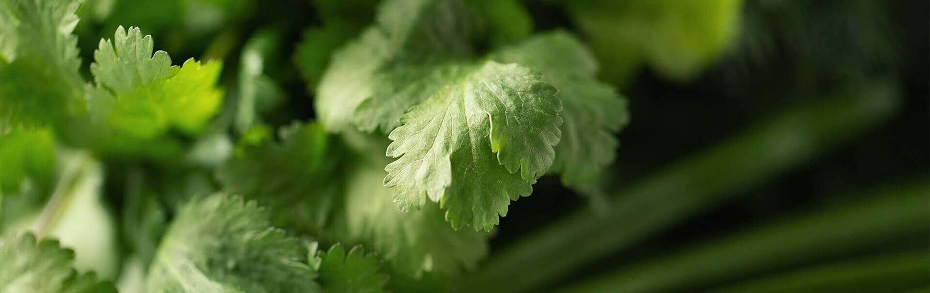 ¿Cómo deben guardarse las verduras en el frigorífico?