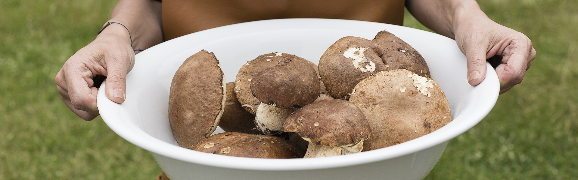 How to use and take care of mushrooms