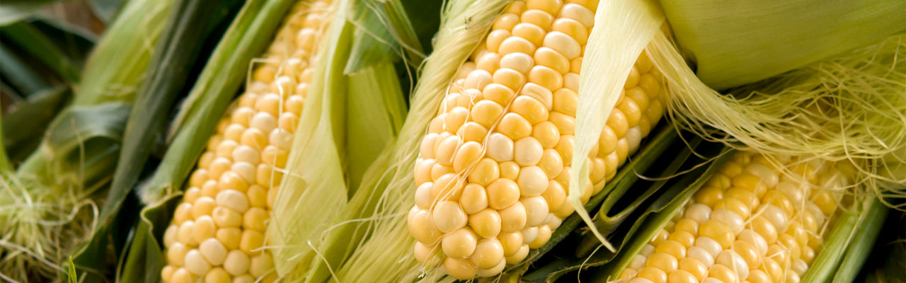 ears of corn on the table partially unhusked