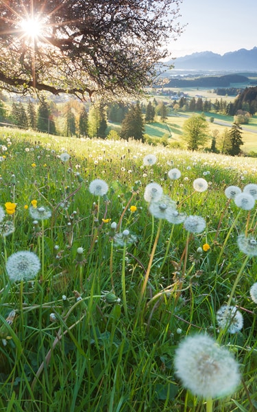 backlight view through apple tree, summer meadow in bavaria, germany