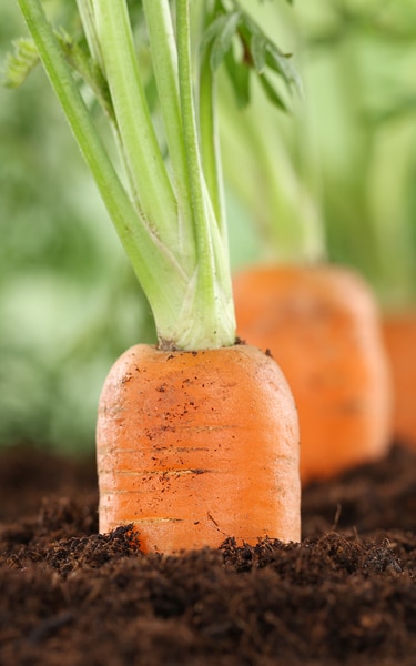 Healthy eating ripe carrots in vegetable garden in nature