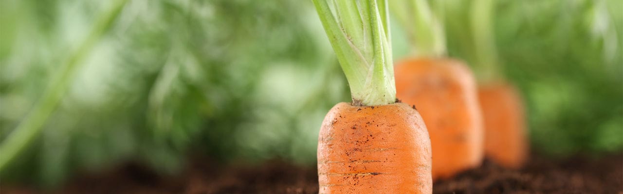 Healthy eating ripe carrots in vegetable garden in nature