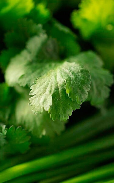 como-deben-guardarse-las-verduras-en-el-frigorifico-mobile