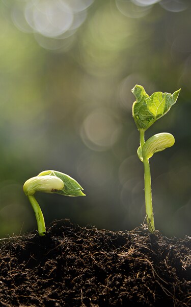 Young plant growing in the morning light and green bokeh background  , new life growth ecology concept