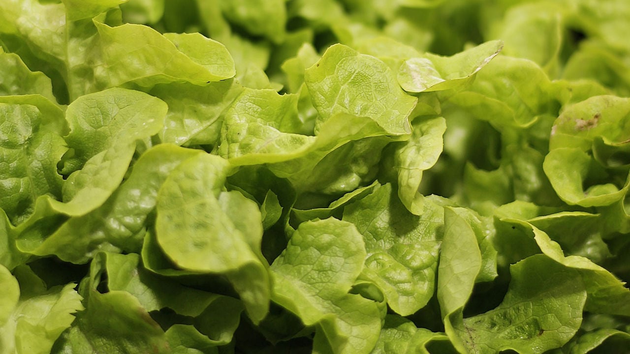 Insalata sempre verde