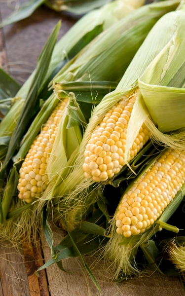 ears of corn on the table partially unhusked