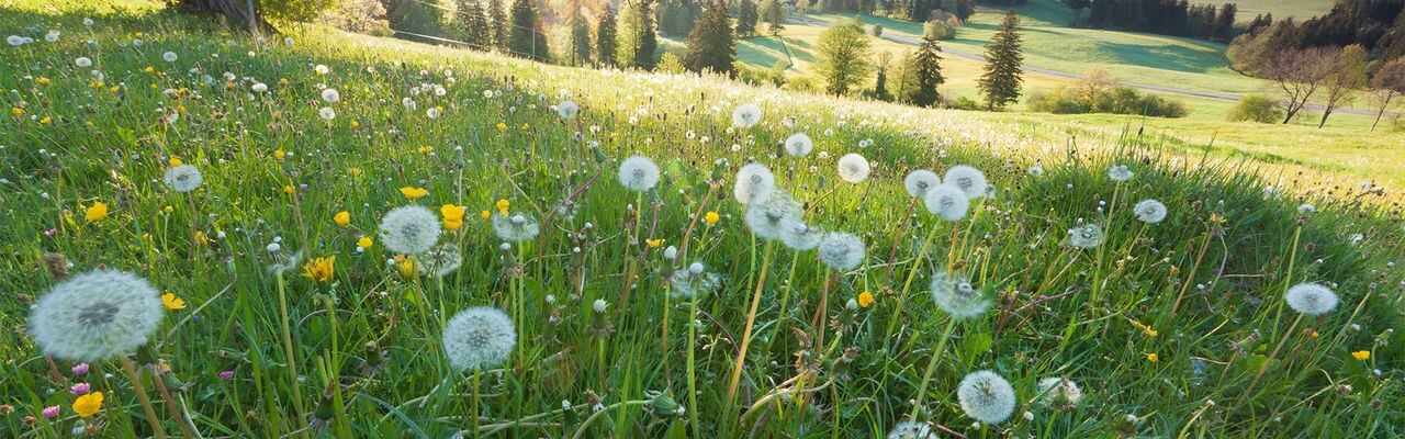 backlight view through apple tree, summer meadow in bavaria, germany