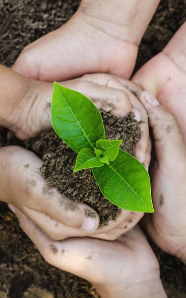 Growing concept eco Group three hand  children planting together