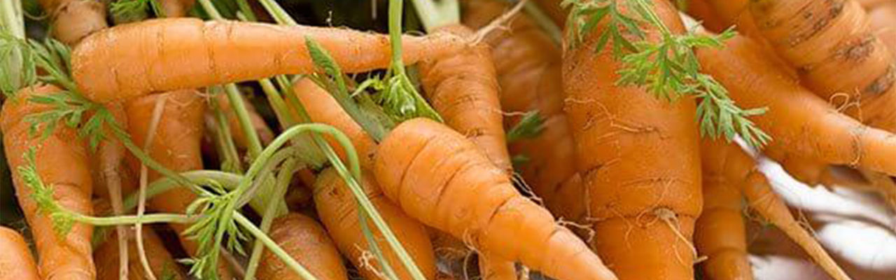 carrot_pickles_1920x600