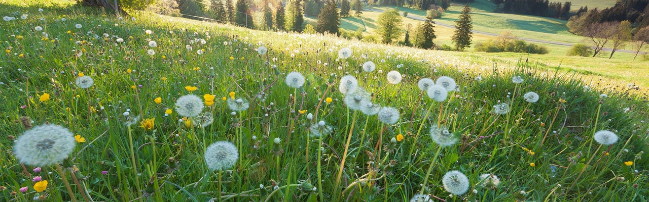 backlight view through apple tree, summer meadow in bavaria, germany